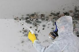 Mold Odor Removal Services in Rainelle, WV